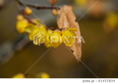 ロウバイ ロウバイ 61455834