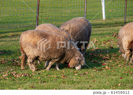 札幌 羊ヶ丘展望台 羊 札幌 羊ヶ丘展望台 羊 61456012