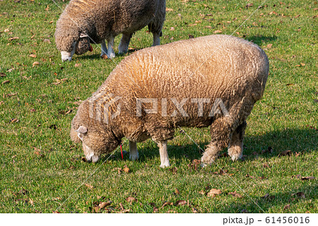 札幌　羊ヶ丘展望台　羊 61456016