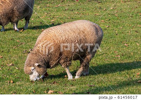 札幌　羊ヶ丘展望台　羊 61456017