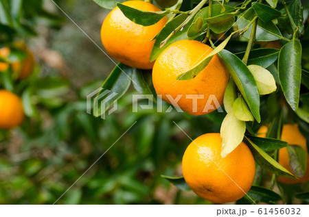 ポンカン ポンカン 61456032