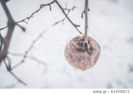真冬の柿の木 真冬の柿の木 61456072