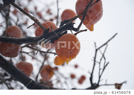 真冬の柿の木 61456079