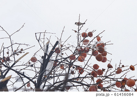 真冬の柿の木 真冬の柿の木 61456084