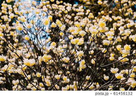 ミツマタの花 61456132