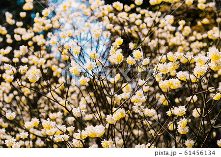 ミツマタの花 61456134
