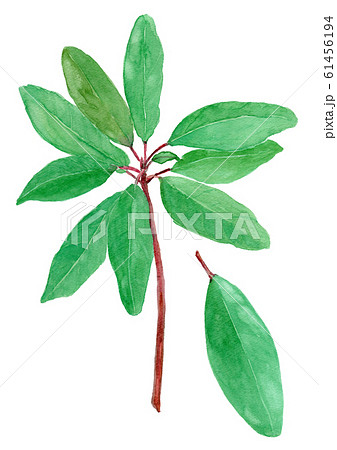 Daphniphyllum macropodum ユズリハ 61456194
