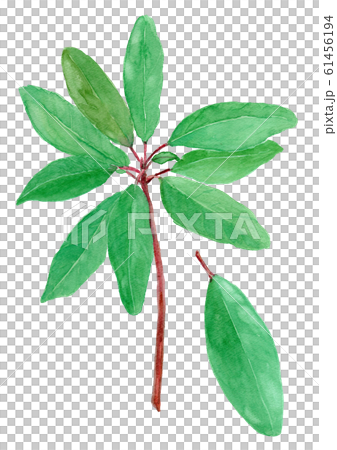 Daphniphyllum macropodum ユズリハ 61456194