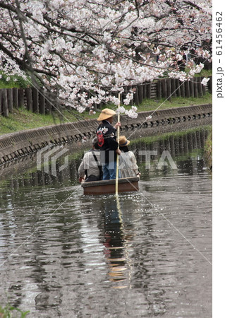 川越新河岸川桜堤和船が行く 川越新河岸川桜堤和船が行く 61456462