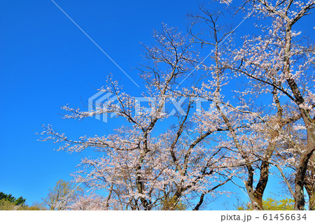 大池公園満開の桜 大池公園満開の桜 61456634