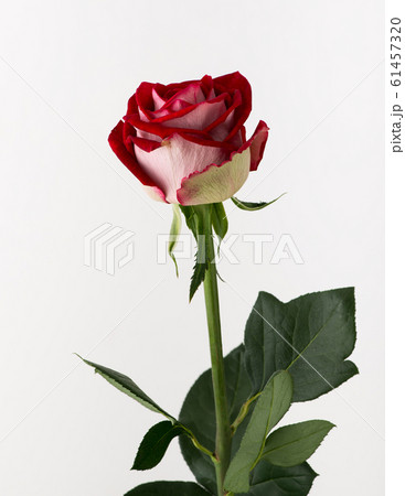 flowers on white background 61457320