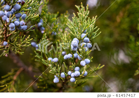 Bunch of juniper berries on a green branch in autumn 61457417