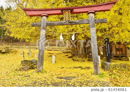 神戸の大銀杏 神戸の大銀杏 61458061