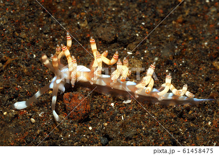 Nudibranch, Samla bilas 61458475