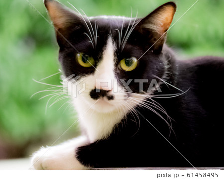 A Cat black sihoutte and white color looking camera pretty cute on green background texture creative design A Cat black sihoutte and white color looking camera pretty cute on green background texture creative design 61458495