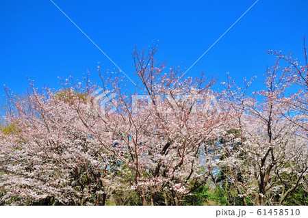 大池公園満開の桜 大池公園満開の桜 61458510