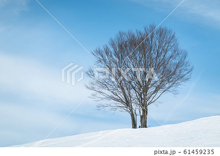 自然風景 (冬のイメージ) 自然風景 (冬のイメージ) 61459235