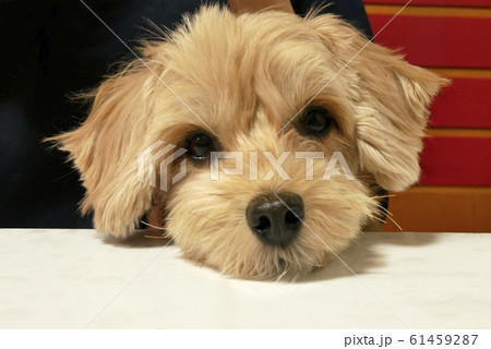 じっと座って見つめるかわいいアプリコットの小型犬【マルプー】 じっと座って見つめるかわいいアプリコットの小型犬【マルプー】 61459287