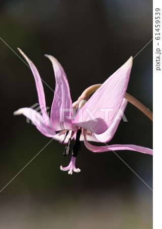 里山に咲くカタクリ 里山に咲くカタクリ 61459539