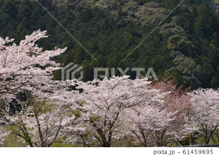 山里の桜 山里の桜 61459695