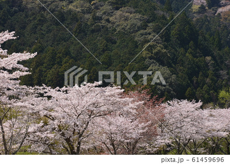 山里の桜 山里の桜 61459696