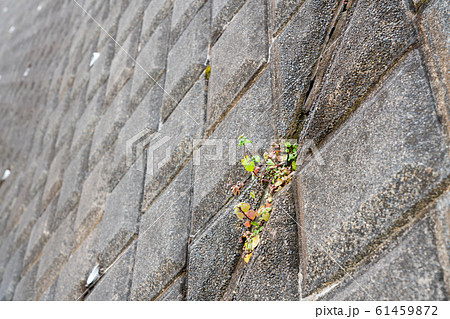 道路法面　コンクリート 61459872