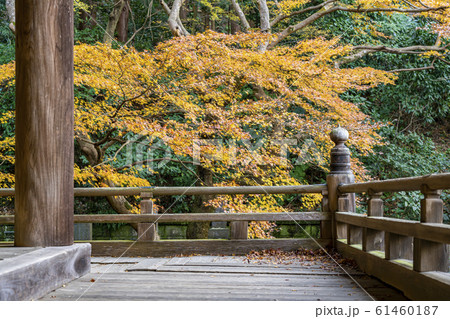 【神奈川県】鎌倉　妙本寺の紅葉 61460187