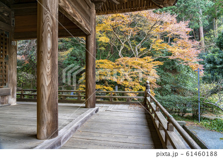 【神奈川県】鎌倉　妙本寺の紅葉 61460188