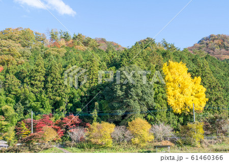 茨城県 日本三大名瀑 袋田の滝・滝口の紅葉 茨城県 日本三大名瀑 袋田の滝・滝口の紅葉 61460366