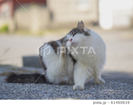 cat cat 61460639