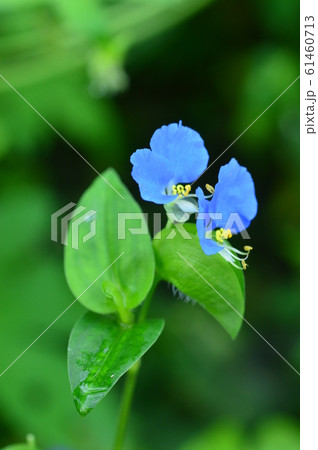 ツユクサ ツユクサ 61460713