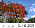 紅葉 61461235