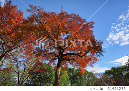 紅葉 紅葉 61461235