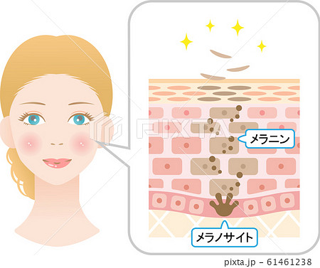 ターンオーバー 肌の断面図と女性 ターンオーバー 肌の断面図と女性 61461238