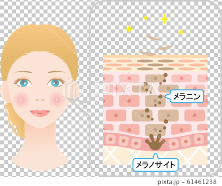ターンオーバー 肌の断面図と女性 ターンオーバー 肌の断面図と女性 61461238