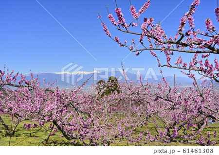 花咲く桃畑に残雪の南アルプス 61461308