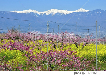 花咲く桃畑と菜の花畑に残雪の南アルプス 61461358
