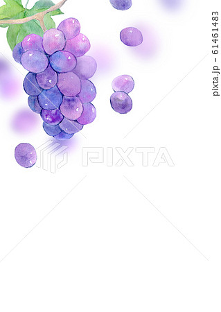 ぶどう 水彩イラスト ぶどう 水彩イラスト 61461483