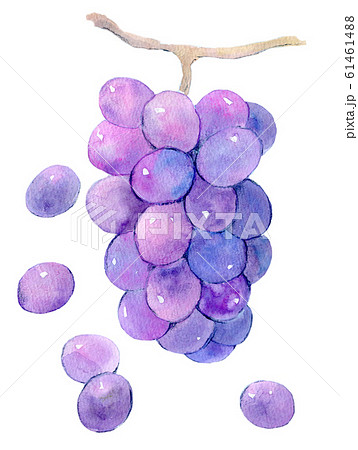 ぶどう 水彩イラスト ぶどう 水彩イラスト 61461488