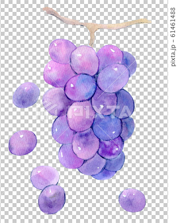 ぶどう 水彩イラスト ぶどう 水彩イラスト 61461488