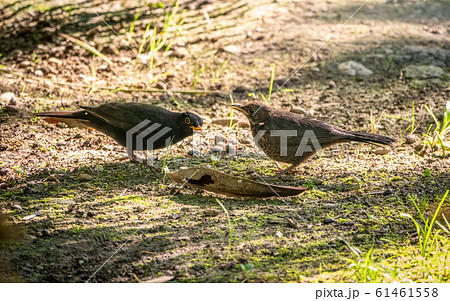 A blackbird male feeds its chick with a worm A blackbird male feeds its chick with a worm 61461558