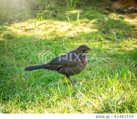 A young blackbird stands on a green lawn A young blackbird stands on a green lawn 61461559