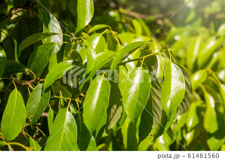 Green bushes with trimmed branches Green bushes with trimmed branches 61461560