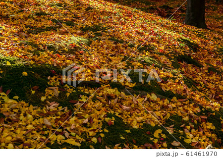兼六園の紅葉 兼六園の紅葉 61461970