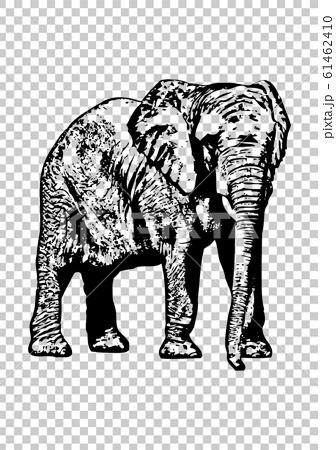 Elephant Illustration Black And White Stock Illustration