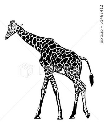 Giraffe illustration (black and white) - Stock Illustration [61462412] -  PIXTA