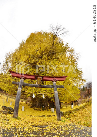 神戸の大銀杏 61462818