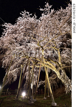 【愛知県岡崎市】奥山田のしだれ桜のライトアップ 61462829
