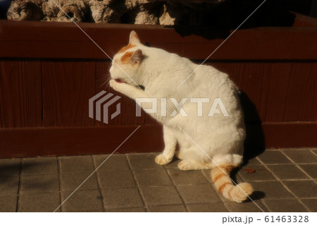 野良猫:日向ぼっこ:ひるね 野良猫:日向ぼっこ:ひるね 61463328