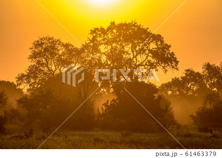 Orange morning light on S100 Kruger Orange morning light on S100 Kruger 61463379